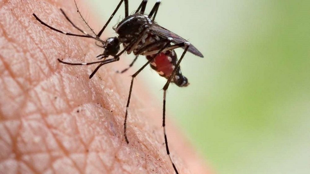 Mosquito biting human skin as Zimbabwe malaria cases rise