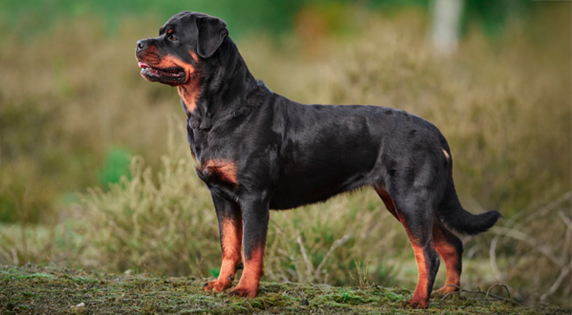 A Rottweiler standing outdoors